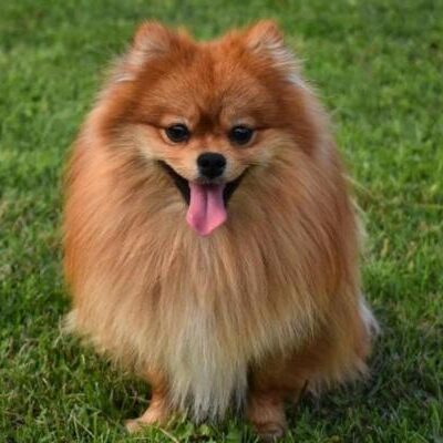 lulu_da_pomerania_com_rosto_de_raposa_24915_1_600